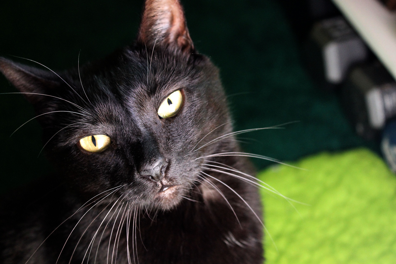 Black cat