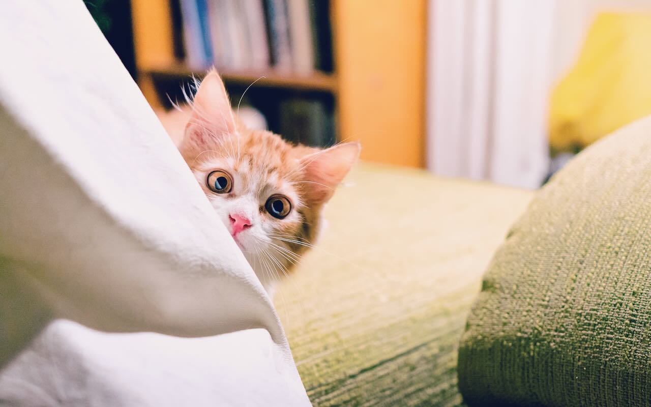 Curious little pussy cat with big round eyes