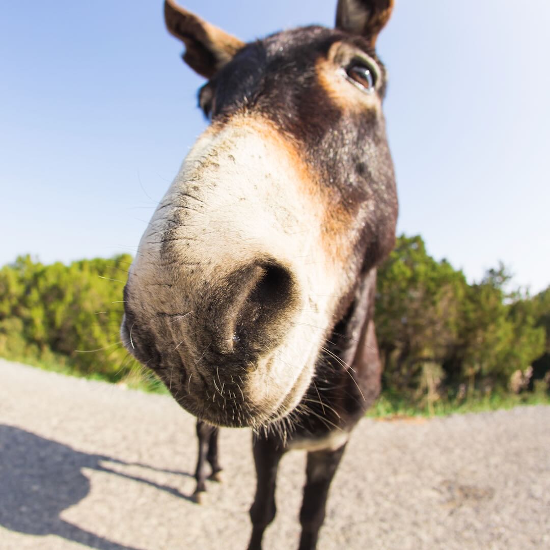 Funny donkey looking at the camera